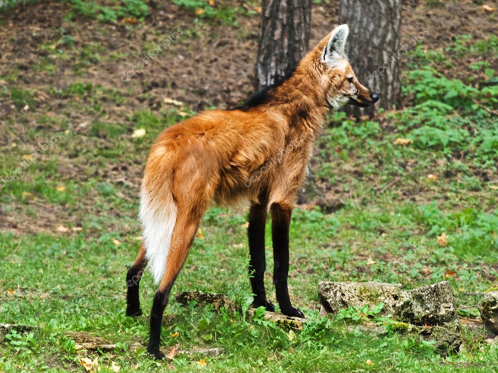 Lobo-guará: o majestoso canídeo do Cerrado