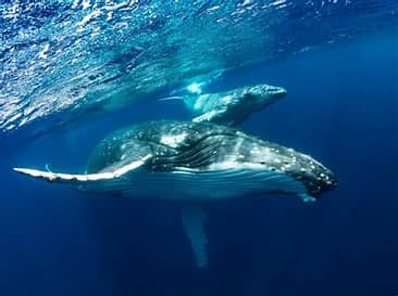 Jubartes: as baleias que encantam o litoral brasileiro