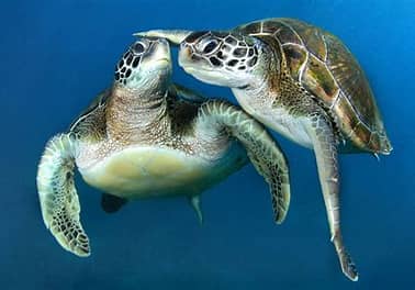 Como você pode ajudar a salvar as tartarugas marinhas no Brasil