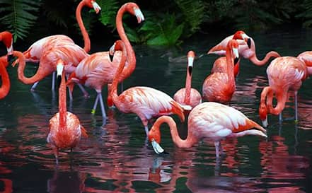 Flamingos : onde encontrar, como preservar e curiosidades sobre essas aves cor-de-rosa