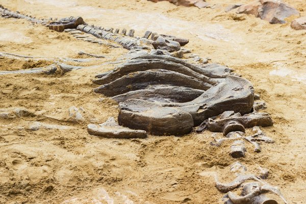 Luta mortal entre dinossauro e mamífero é revelada por fósseis de 125 milhões de anos