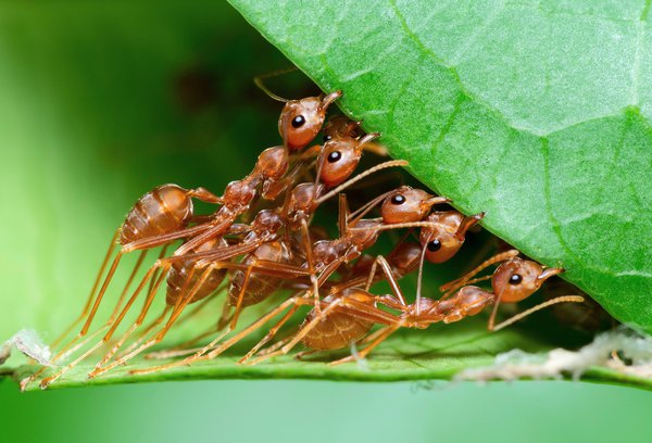 As formigas do mundo realmente pesam mais que os seres humanos?