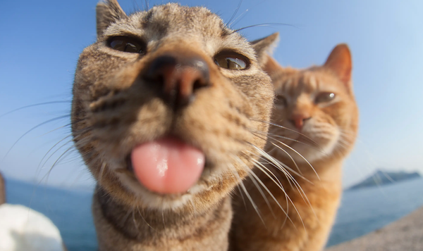 Comedy Pet Photography Awards: As 10 melhores fotografias engraçadas de pets em 2023