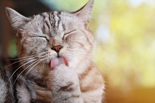 Como os gatos se refrescam quando sentem calor?