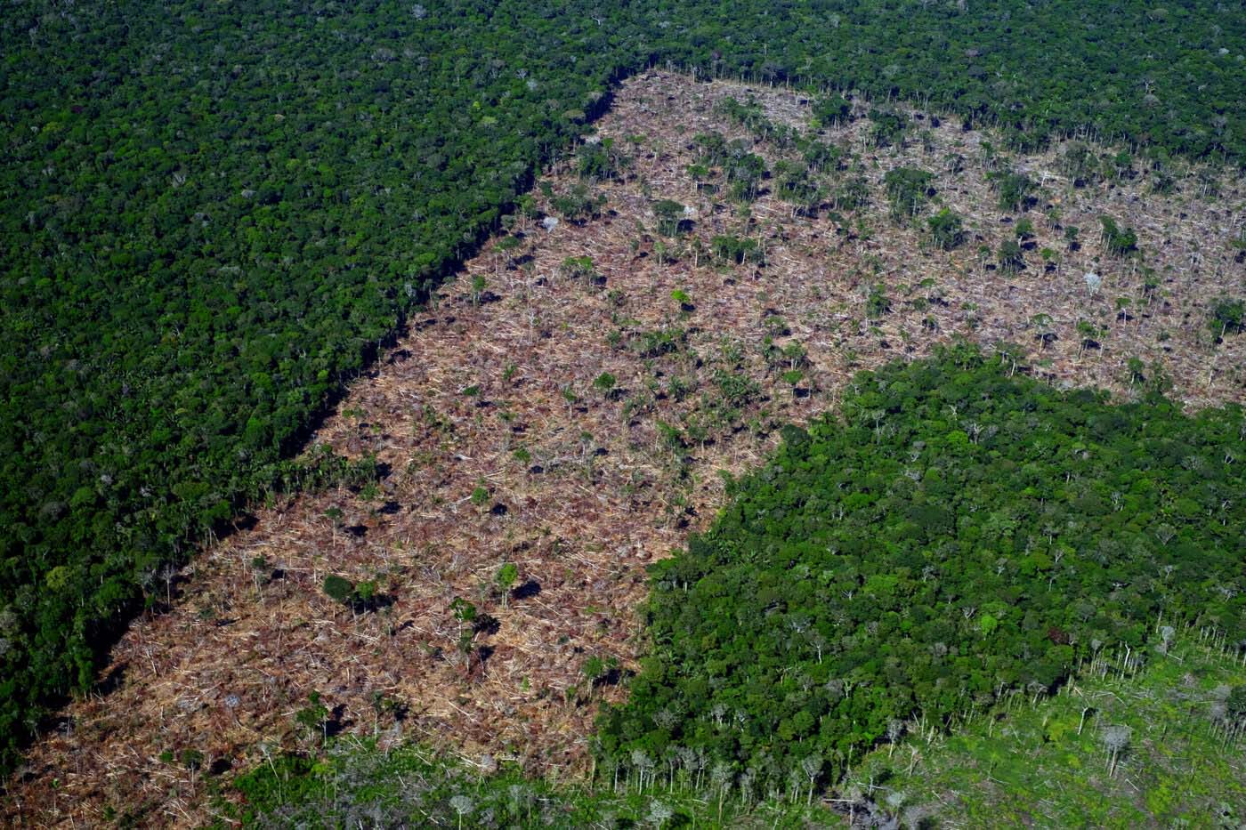 Pós-Bolsonaro, um plano de combate ao desmatamento pode dar certo?