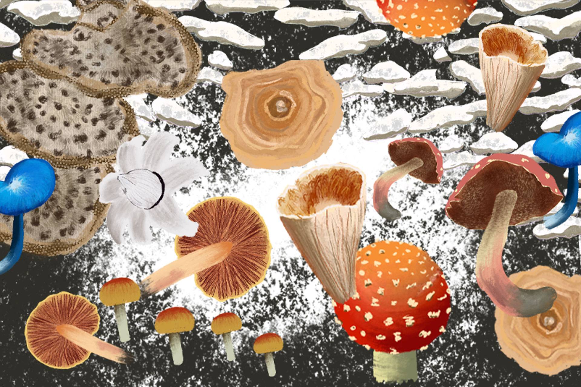 A vida secreta dos fungos