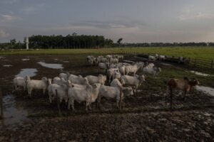 Barbalho diz que vai implementar rastreabilidade individual de gado no Pará ainda em 2023