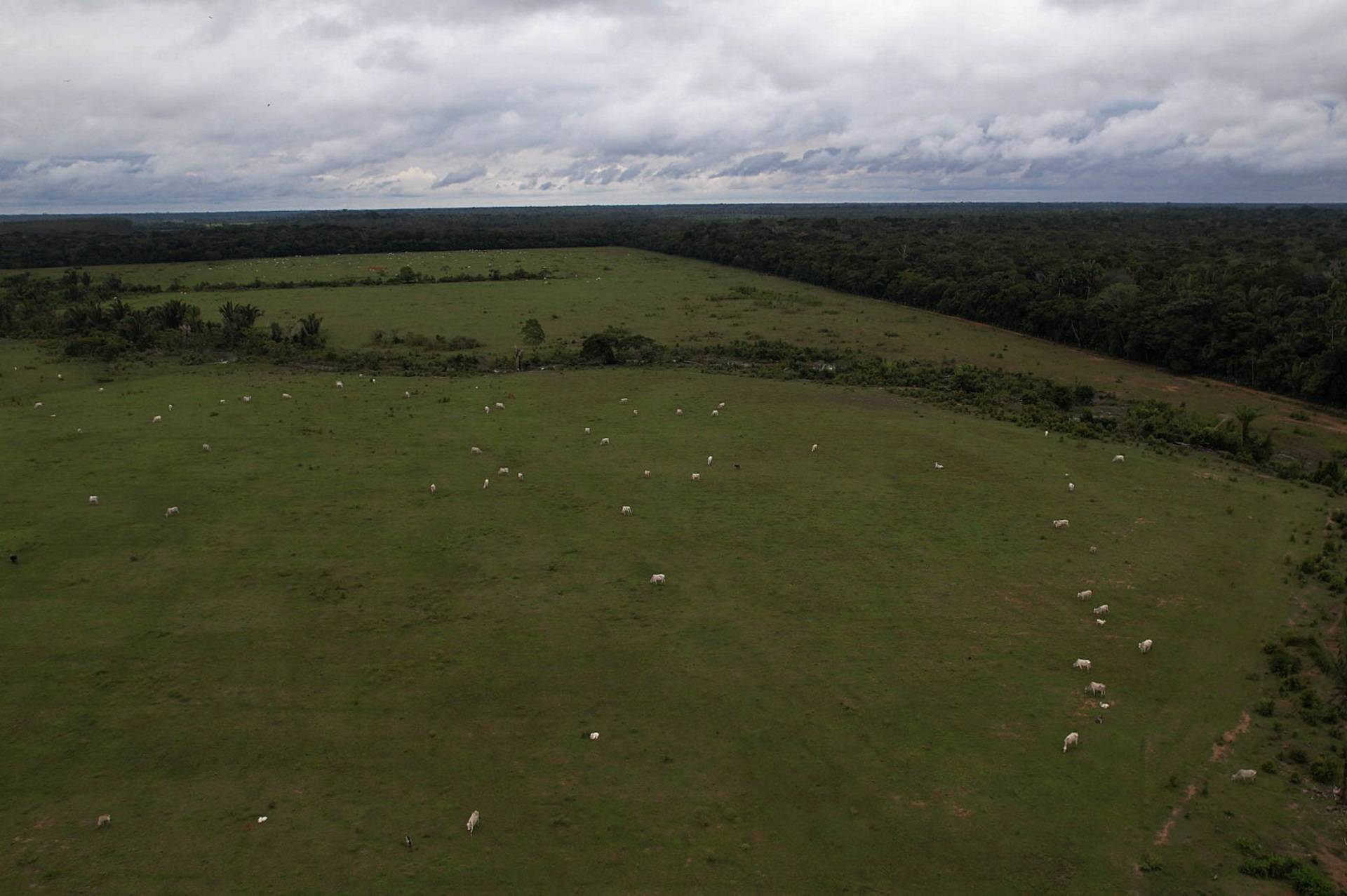 Centrão e direita dominam prefeituras de cidades líderes em desmatamento na Amazônia