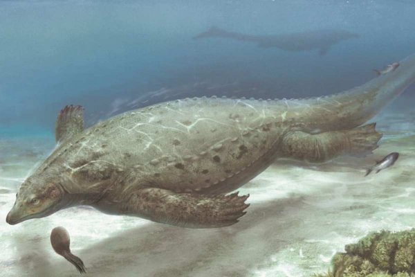 Descoberta de antigo lagarto marinho reescreve história dos répteis
