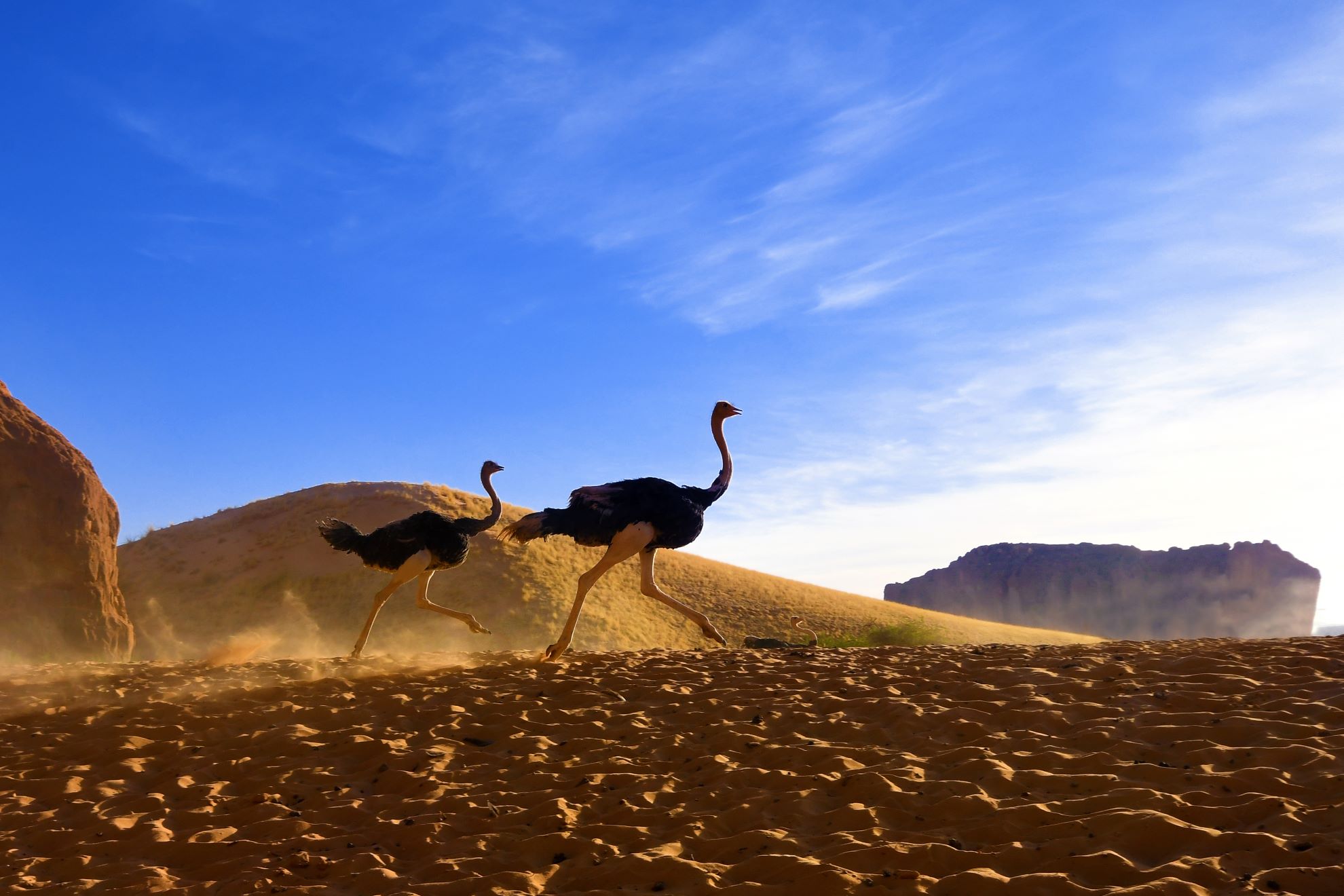 A volta do dançarino dos desertos