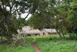 'Ar-condicionado' do Brasil: terras indígenas têm 5°C a menos que áreas desmatadas