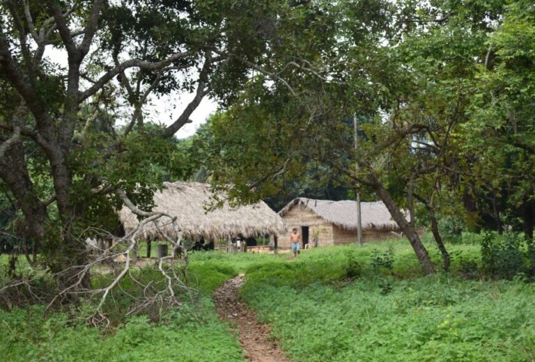 'Ar-condicionado' do Brasil: terras indígenas têm 5°C a menos que áreas desmatadas