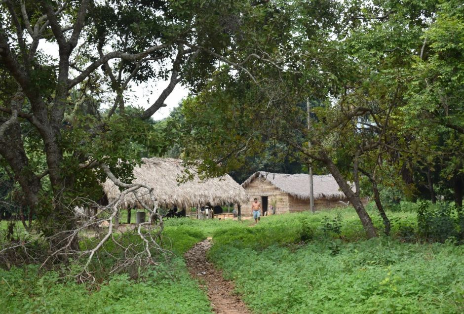 ‘Ar-condicionado’ do Brasil: terras indígenas têm 5°C a menos que áreas desmatadas