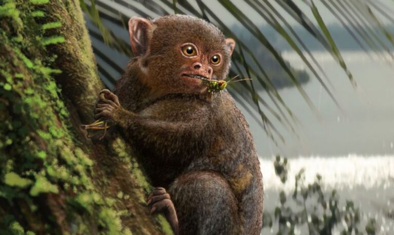 Ashaninkacebus simpsoni, o primata que atravessou o Atlântico de balsa até a Amazônia