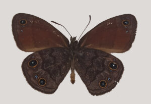 Borboleta-guerreira-das-pedras: uma nova espécie nas serras de Minas Gerais