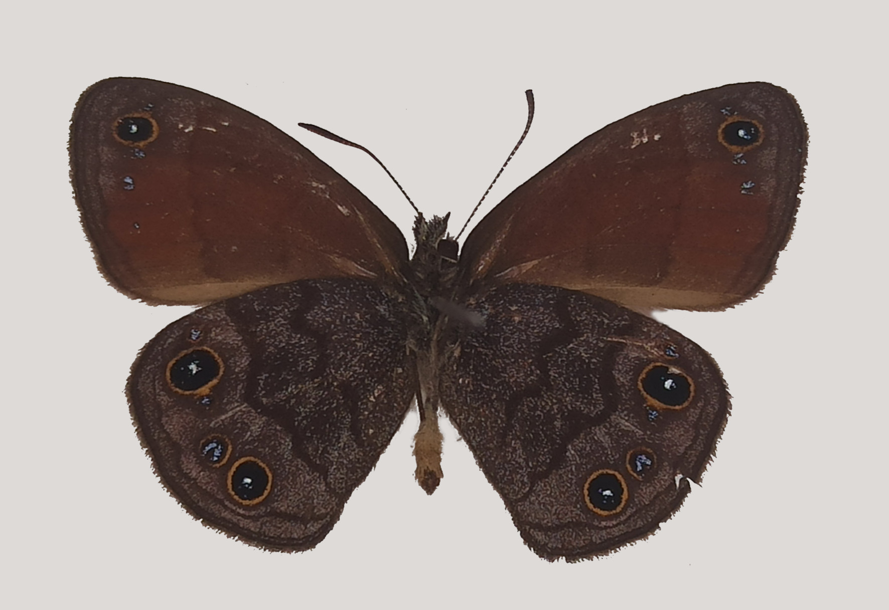 Borboleta-guerreira-das-pedras: uma nova espécie nas serras de Minas Gerais