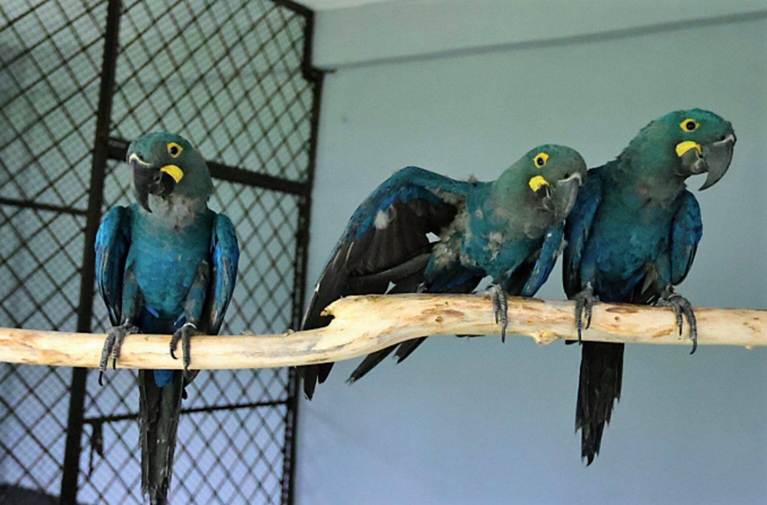 Brasil pedirá carcaças das araras-azuis-de-lear traficadas que teriam morrido em Bangladesh
