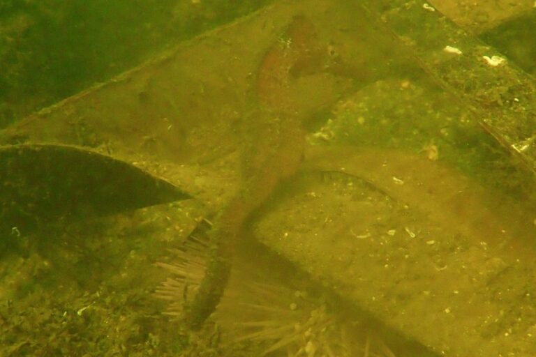 Cavalo-marinho é registrado pela primeira vez na Ilha das Palmas, na Baía de Guanabara