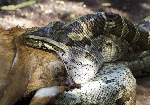 Como as cobras conseguem engolir animais maiores que elas?