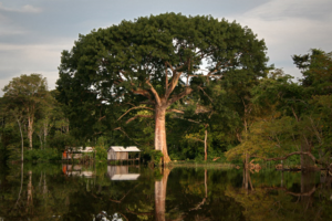 Confira as árvores que representam os Estados da Amazônia