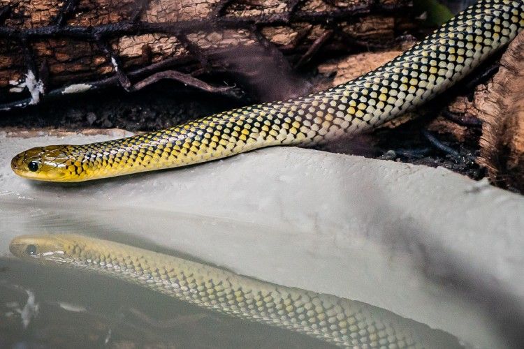 Conheça a serpente Erythrolamprus miliaris, uma das espécies de cobra-d’água que pode ser encontrada na Amazônia