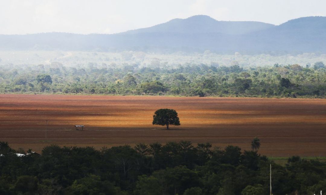 Conheça as vegetações não florestais do bioma Amazônia