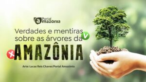 Conhece a flora amazônica? Responda um quiz sobre as árvores da Amazônia