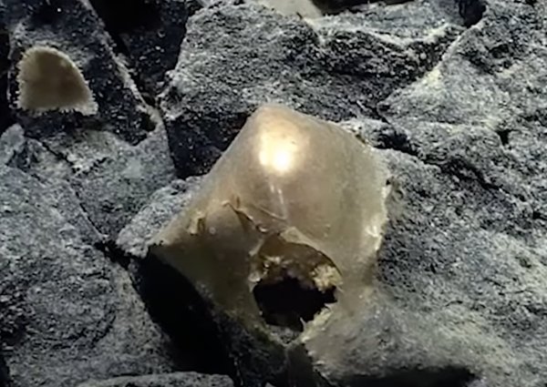 Curioso ‘ovo de ouro’ é encontrado no mar do Alasca