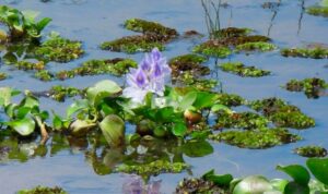 Espécies amazônicas invasoras causam prejuízo mundo afora