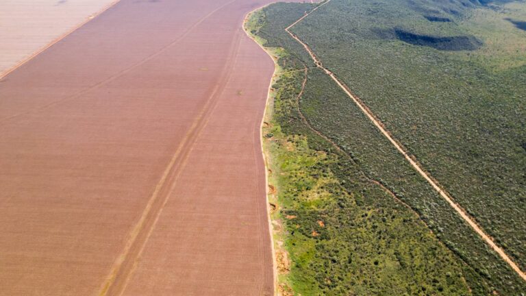 Estados e municípios passam a boiada no Cerrado e desafiam Ibama