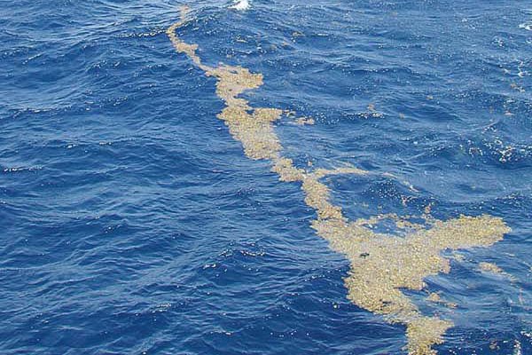 ‘Ilha de algas’ pode ter causado mito do Triângulo das Bermudas
