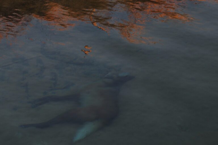 Lobos-guará e outros animais morrem afogados em canais de irrigação