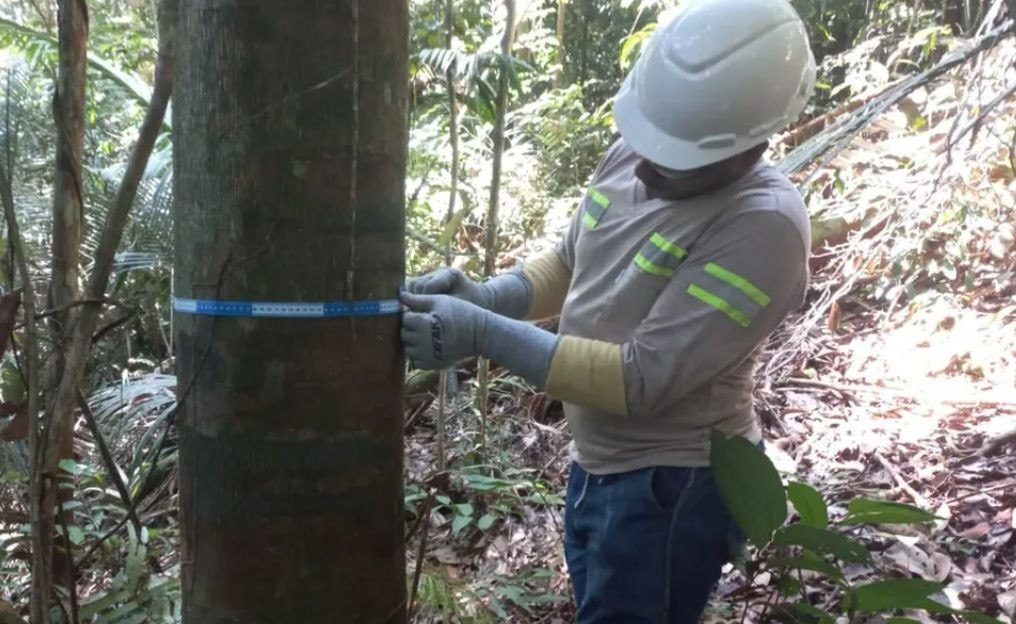 Manejo de copaíba gera emprego e renda e mantém a floresta em pé no Oeste do Pará