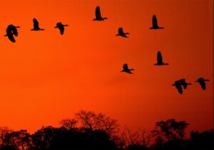 Marina e Riedel prometem alinhar uma lei estadual pelo uso equilibrado do Pantanal