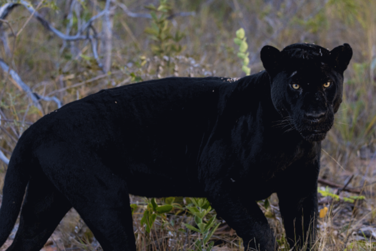 Parque nacional e fazenda no Cerrado têm superpopulação de onças-pretas