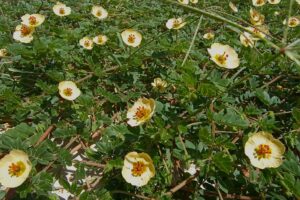 Planta da Caatinga invade restingas da Mata Atlântica