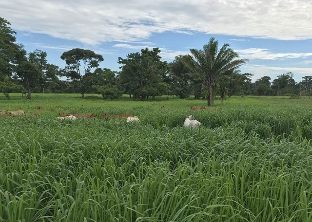 Plantio direto a lanço é usado no Acre em substituição ao plantio mecanizado