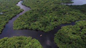 Plataforma mobiliza investimentos para promoção de negócios sustentáveis na Amazônia