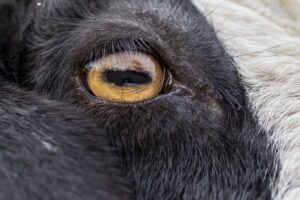 Por que os olhos das cabras têm um formato tão estranho?