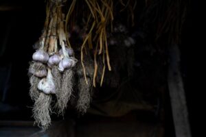 Por que os vampiros não podem comer alho?