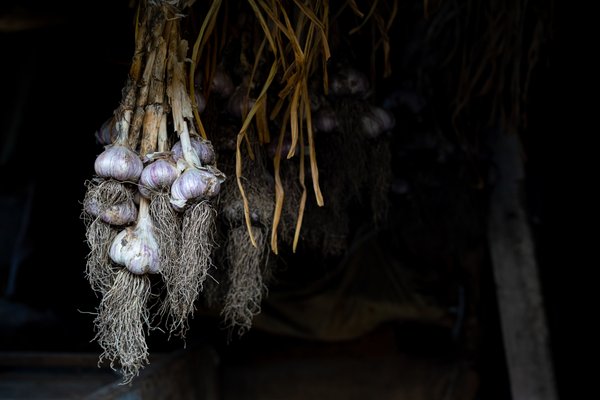 Por que os vampiros não podem comer alho?
