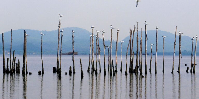 Projetos para a Baía de Guanabara colecionam fracassos desde anos 1990