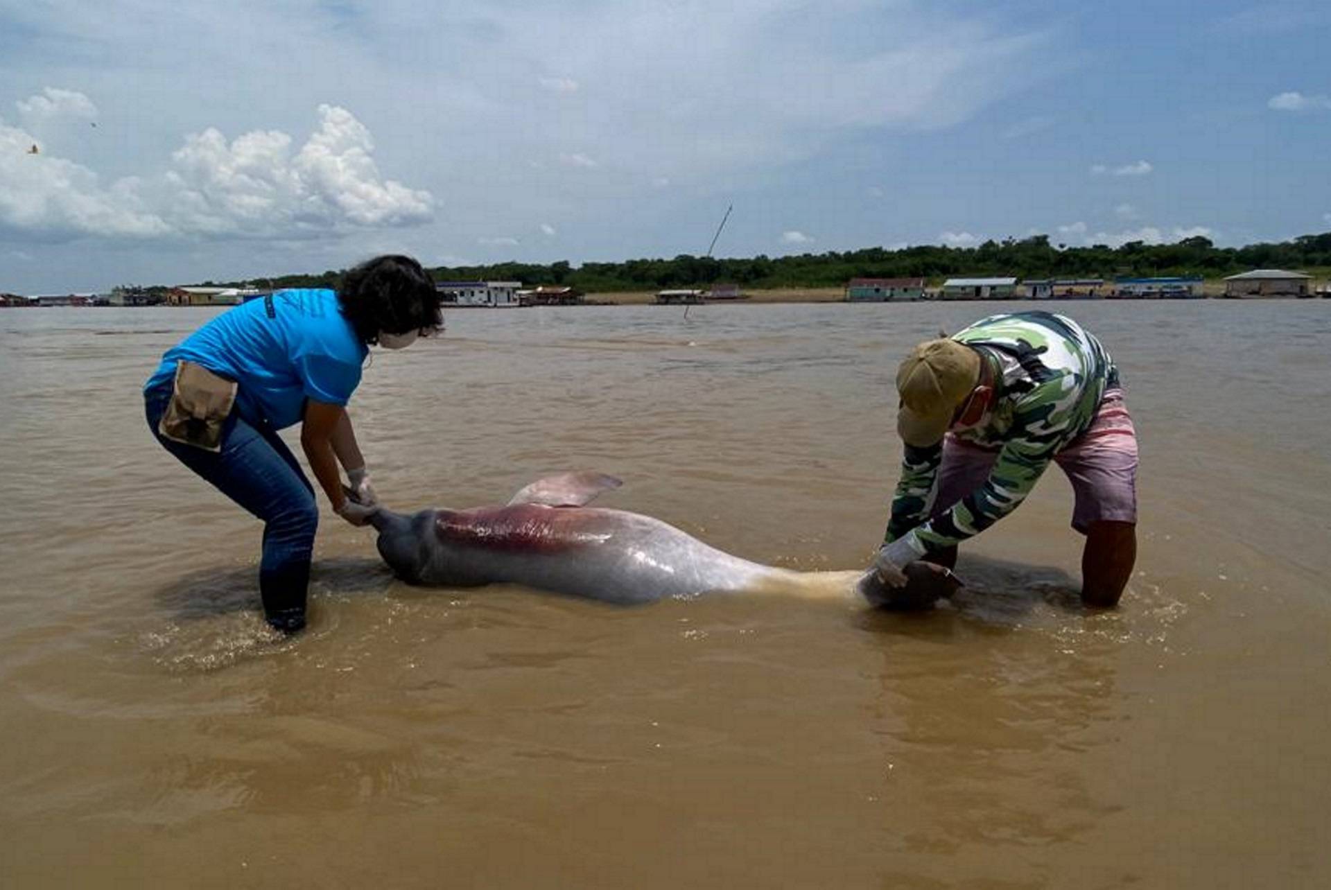 Seca: passa de 100 o número de botos mortos em lago da Amazônia