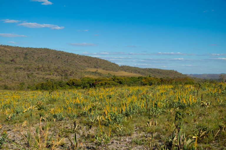 Território Quilombola Kalunga: proteção do Cerrado que vem dos antigos