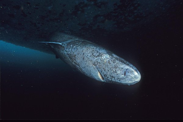 Tubarão-da-groenlândia: espécie mais velha e reclusa do mundo dá as caras no Caribe