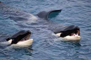 6 formas como as orcas exibem sua inteligência na natureza