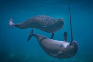 A razão pela qual os narvais não sobrevivem em nenhum aquário do mundo