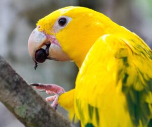 Após 100 anos extintas localmente, ararajubas voltam a colorir o céu de Belém