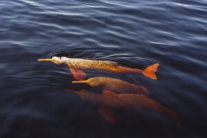 Botos e grandes rios ganham acordo global de conservação