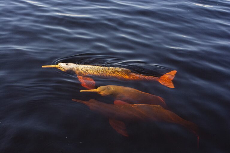 Botos e grandes rios ganham acordo global de conservação